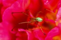 Enoplognatha