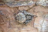 Nuctenea umbratica