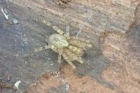 Anyphaena accentuata