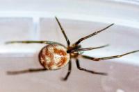 Steatoda grossa