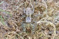 Marpissa muscosa