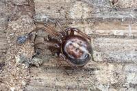 Steatoda bipunctata