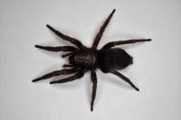 Scotophaeus scutulatus