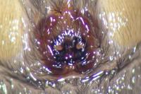 Scotophaeus scutulatus