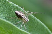 Oxyopes