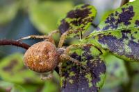 Araneus quadratus