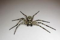 Philodromus margaritatus