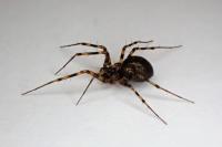 Lepthyphantes minutus