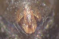 Lepthyphantes minutus