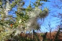 Tetranychus lintearius