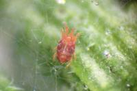 Tetranychus lintearius