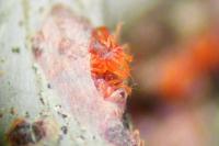 Tetranychus lintearius