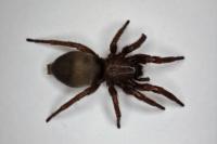 Scotophaeus scutulatus