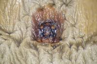 Scotophaeus scutulatus