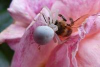 Misumena vatia