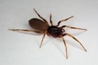 Harpactea hombergi