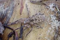Zoropsis spinimana