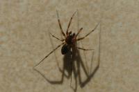 Lepthyphantes minutus