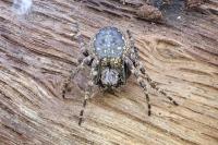 Nuctenea umbratica