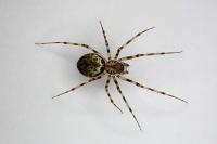 Drapetisca socialis