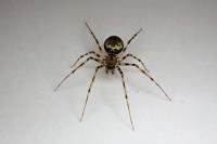 Drapetisca socialis