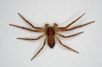 Philodromus dispar