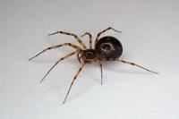 Lepthyphantes minutus