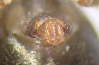 Lepthyphantes minutus