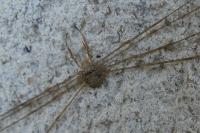 Dicranopalpus ramosus