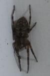 Zoropsis spinimana