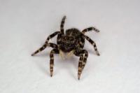Pseudeuophrys erratica