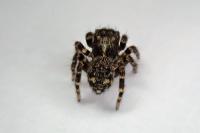 Pseudeuophrys erratica