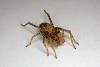 Anyphaena accentuata