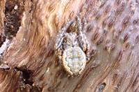 Nuctenea umbratica