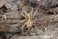 Anyphaena accentuata