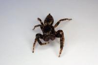 Marpissa muscosa