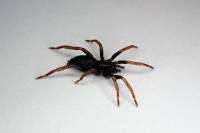 Trachyzelotes pedestris