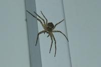 Philodromus margaritatus