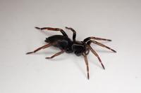 Trachyzelotes pedestris