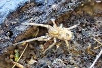 Anyphaena accentuata