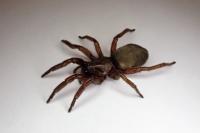 Scotophaeus scutulatus