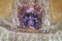 Scotophaeus scutulatus