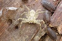 Philodromus margaritatus