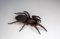 Scotophaeus scutulatus