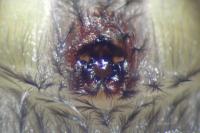 Scotophaeus scutulatus