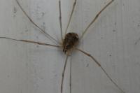Opilio