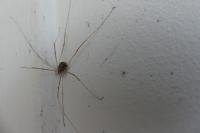 Opilio