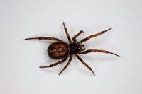 Steatoda bipunctata