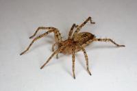 Anyphaena accentuata