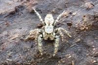 Marpissa muscosa